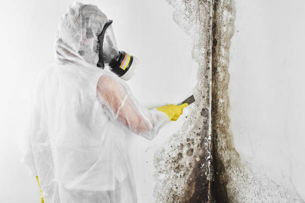 Best Residential Mold Removal  in Livingston, TN