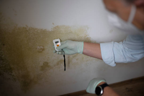 Best Home Mold Removal  in Livingston, TN