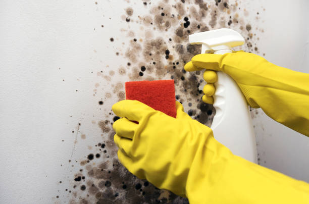Livingston, TN Mold Removal Company