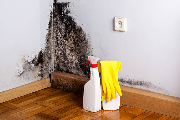 Best Mold Remediation  in Livingston, TN