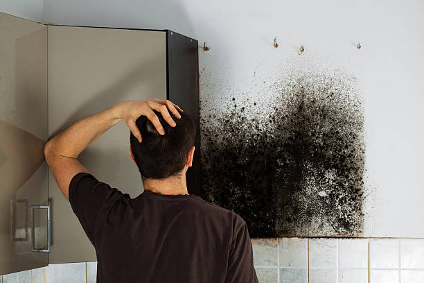 Best Best Mold Removal Companies  in Livingston, TN