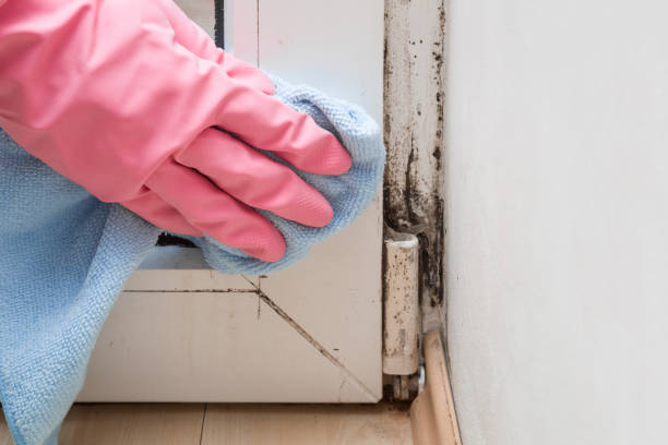 Mold Removal and Inspection in Livingston, TN