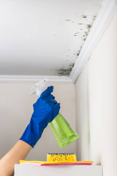 Certified Mold Removal in Livingston, TN